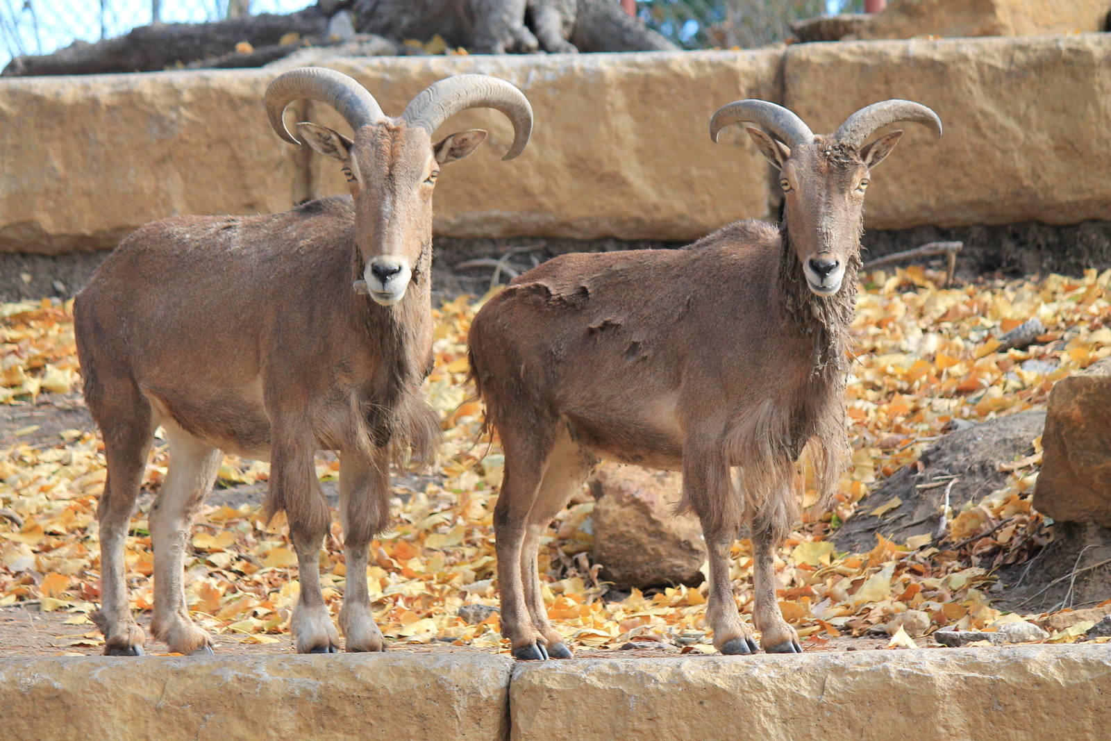 Aoudad