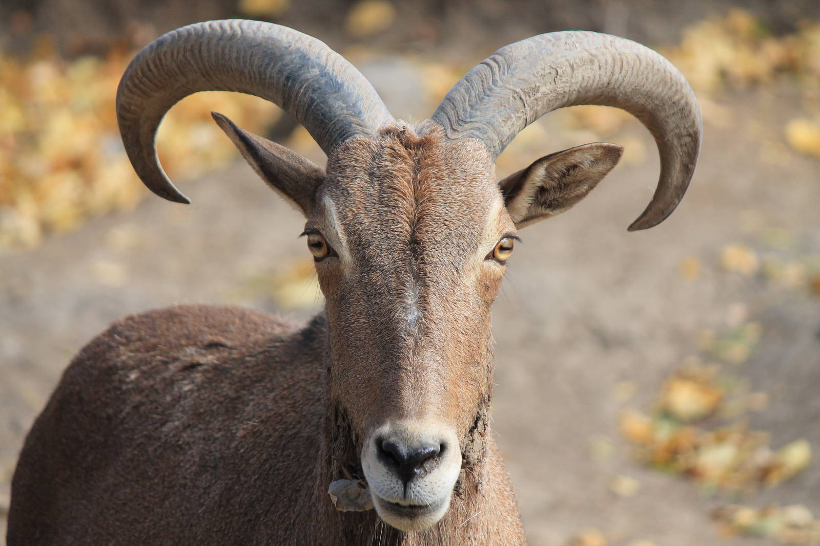 Aoudad