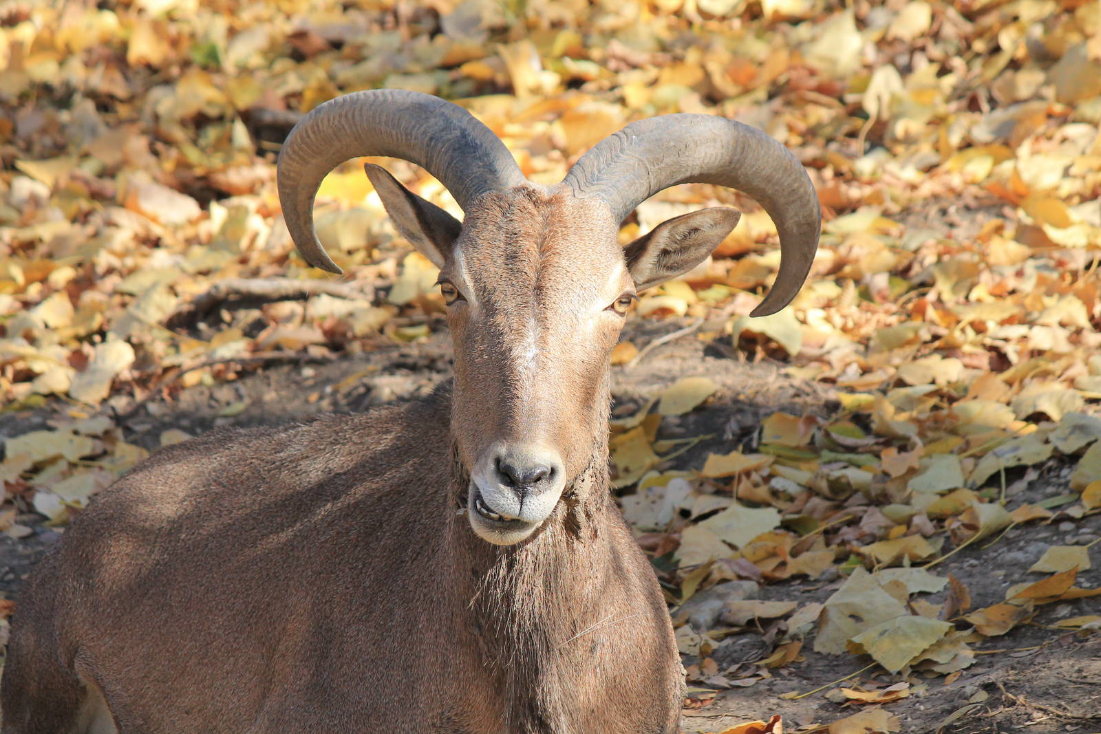 Aoudad