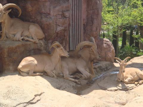 Aoudad