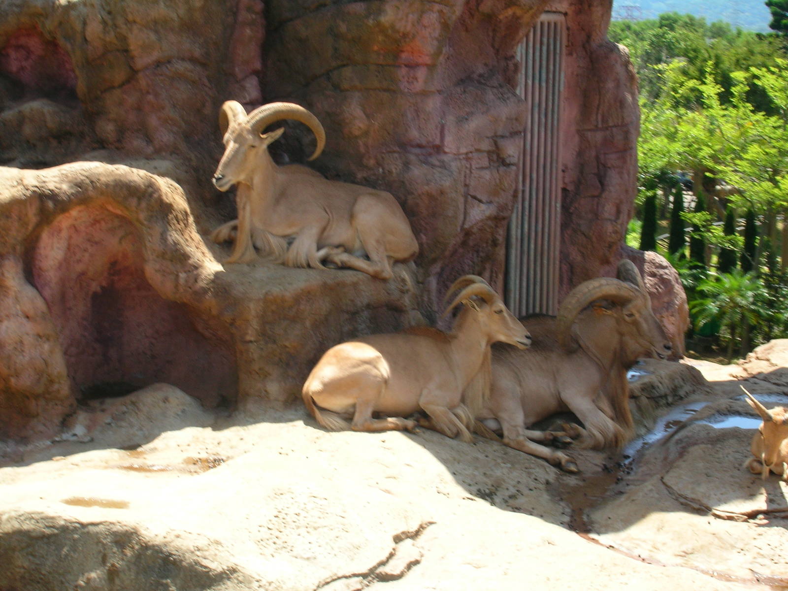 Aoudad