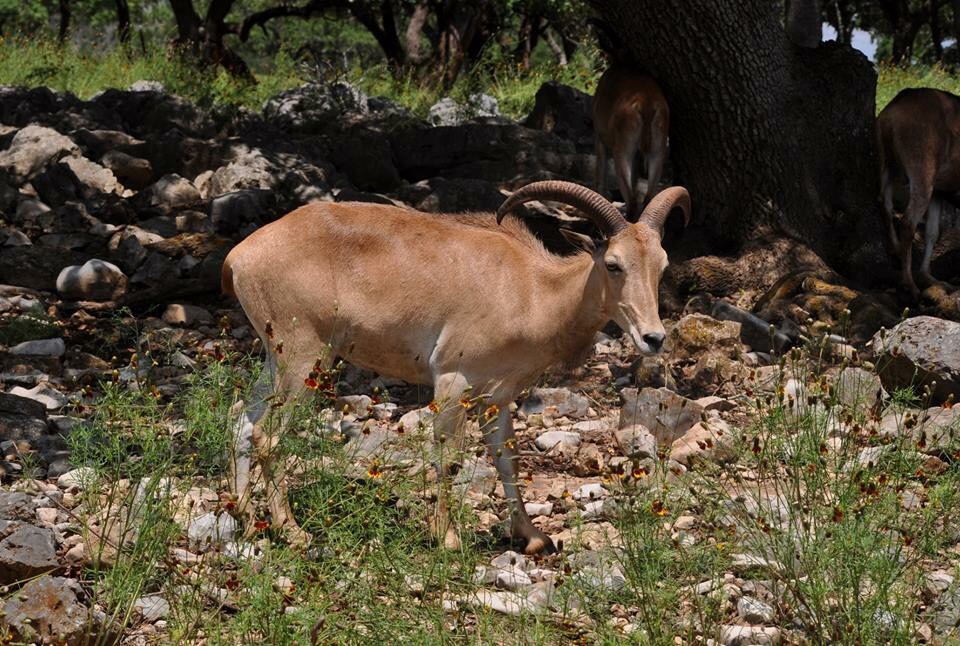 Aoudad