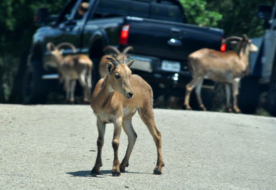 Aoudad