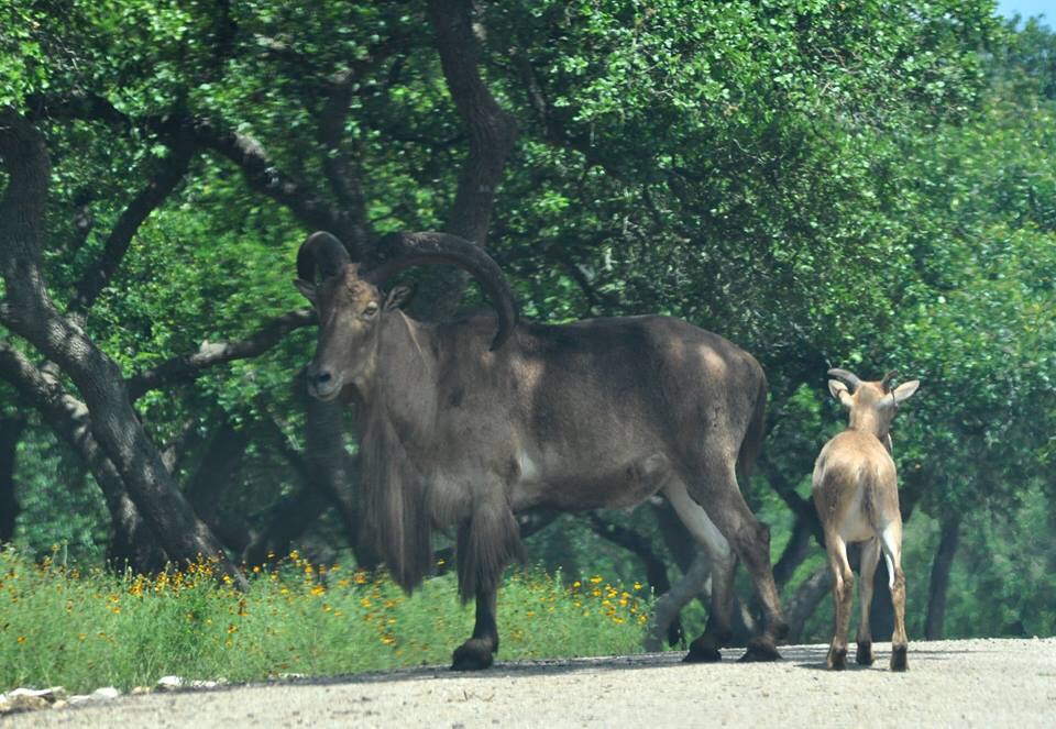Aoudad