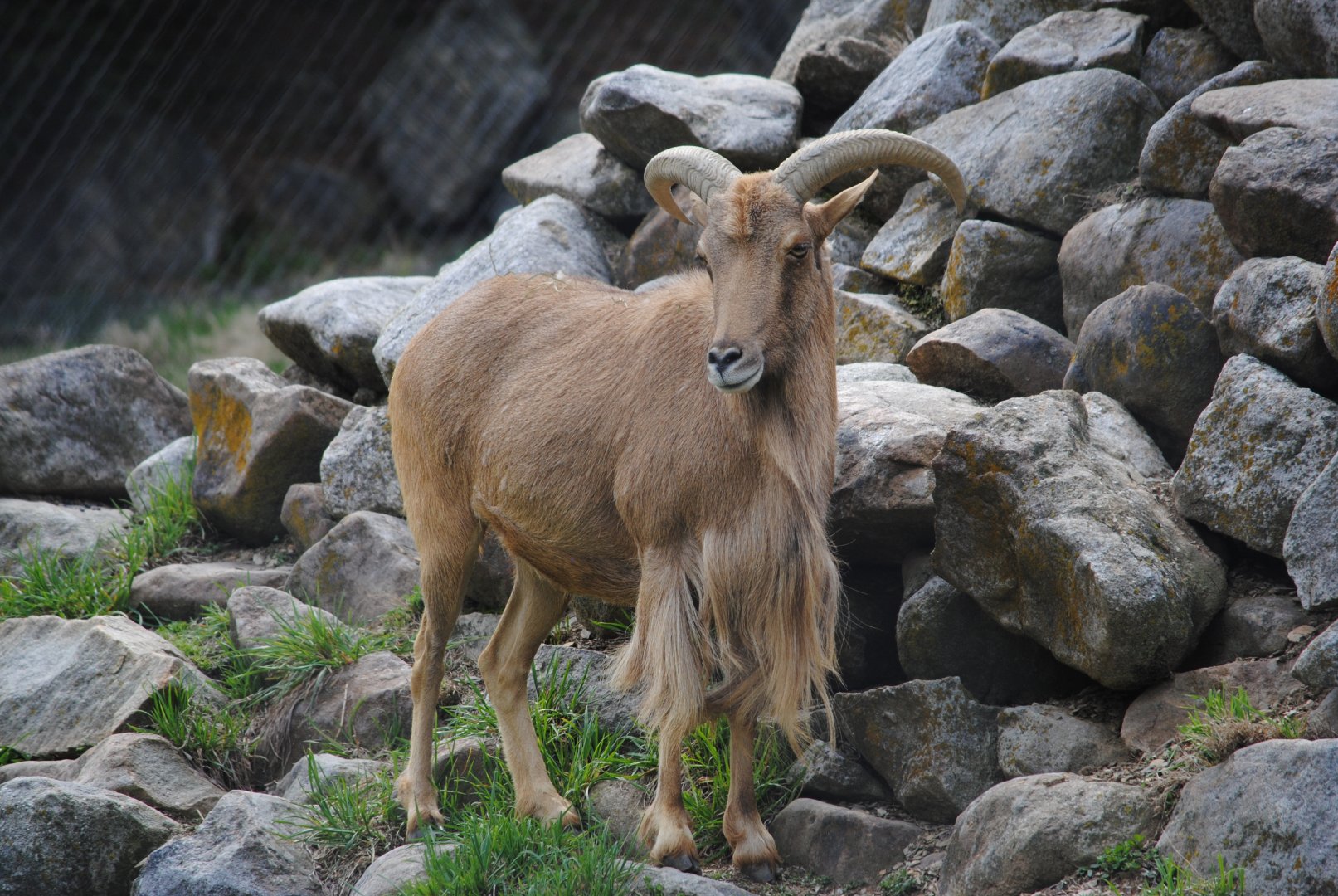 Aoudad