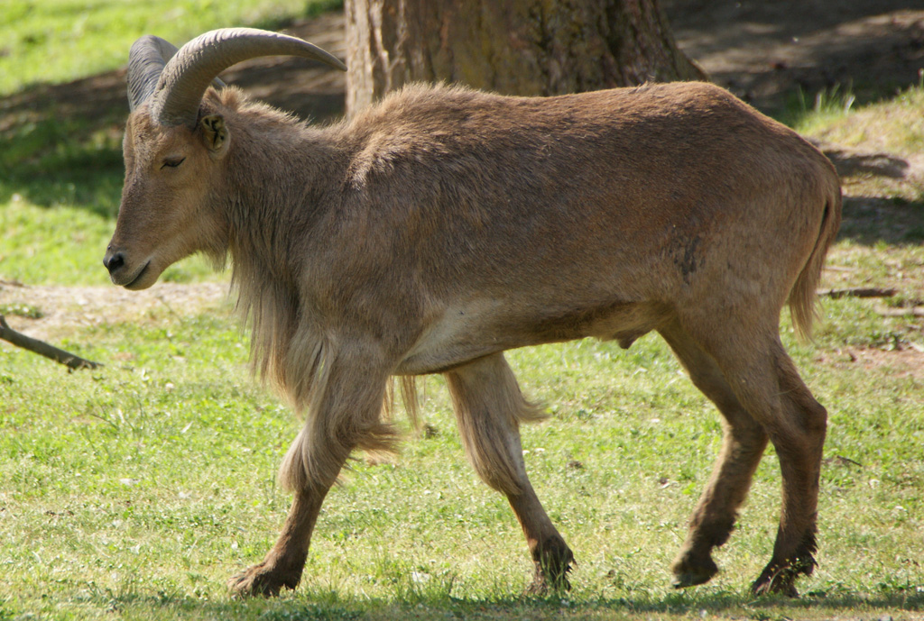 aoudad