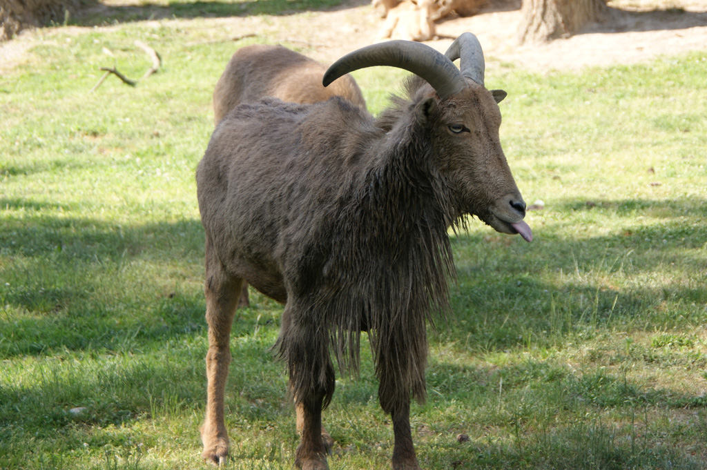 aoudad