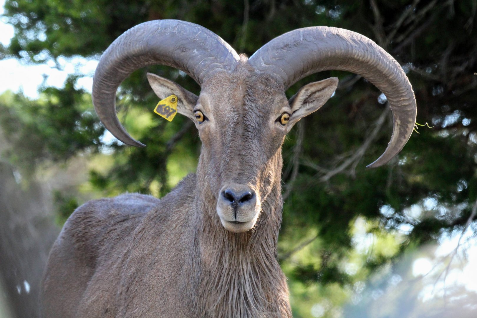 Aoudad