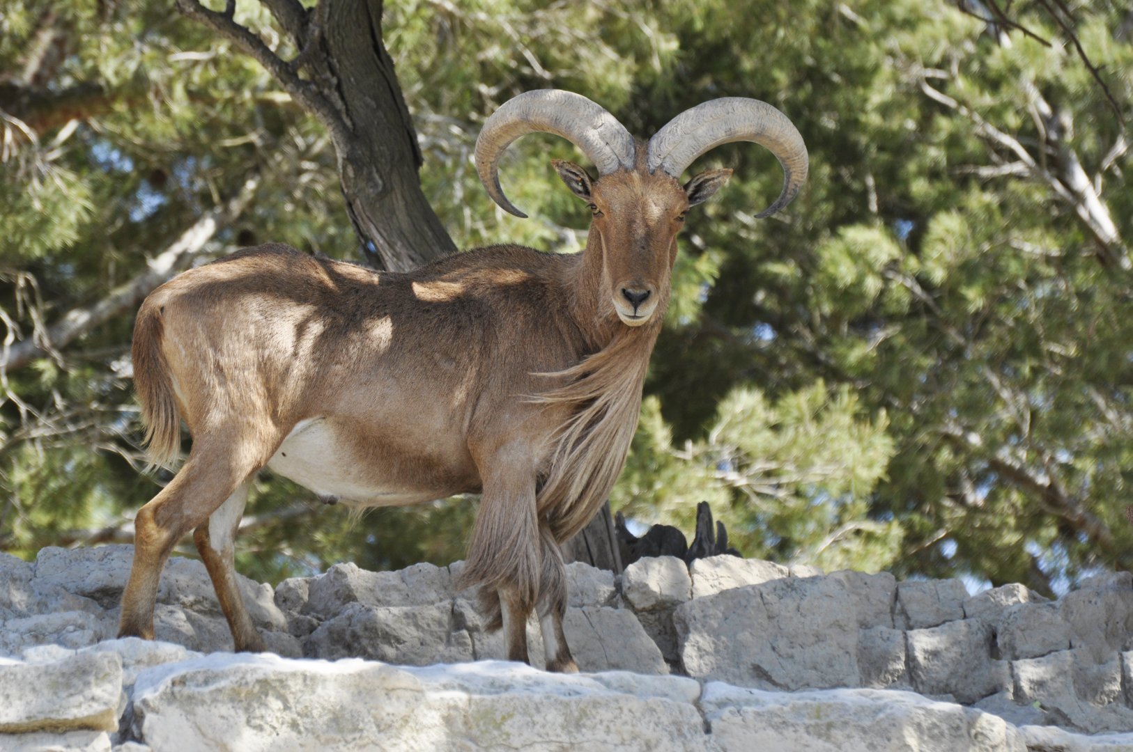 Aoudad
