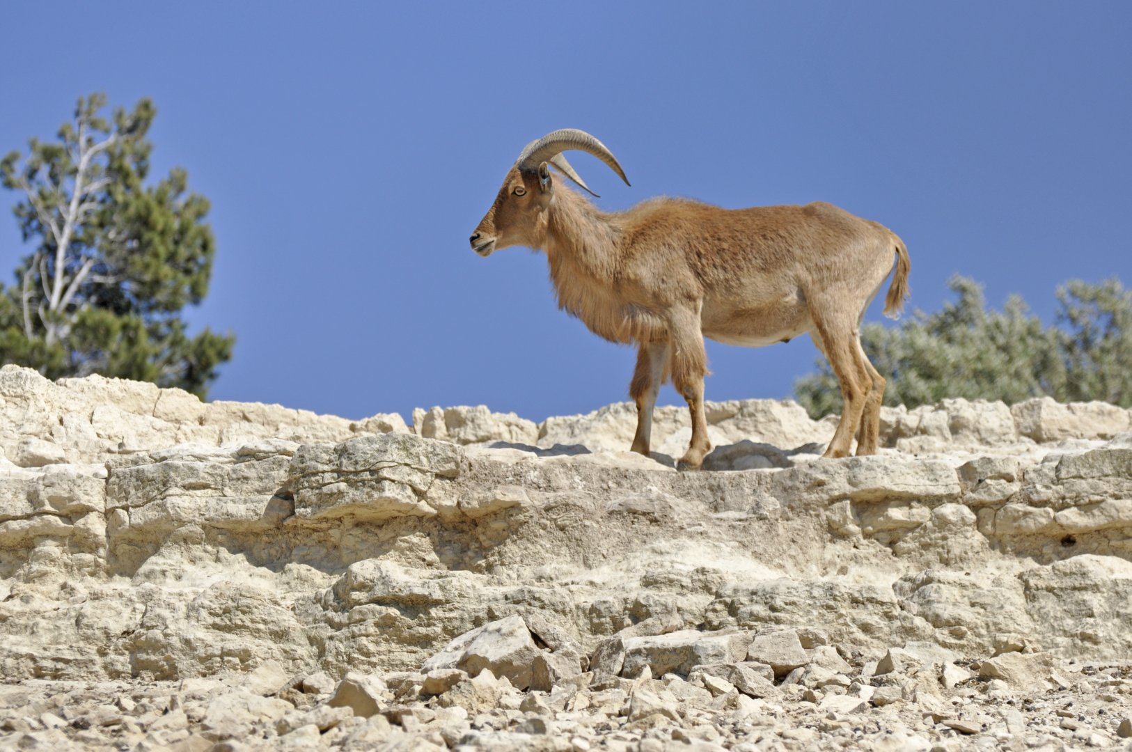 Aoudad