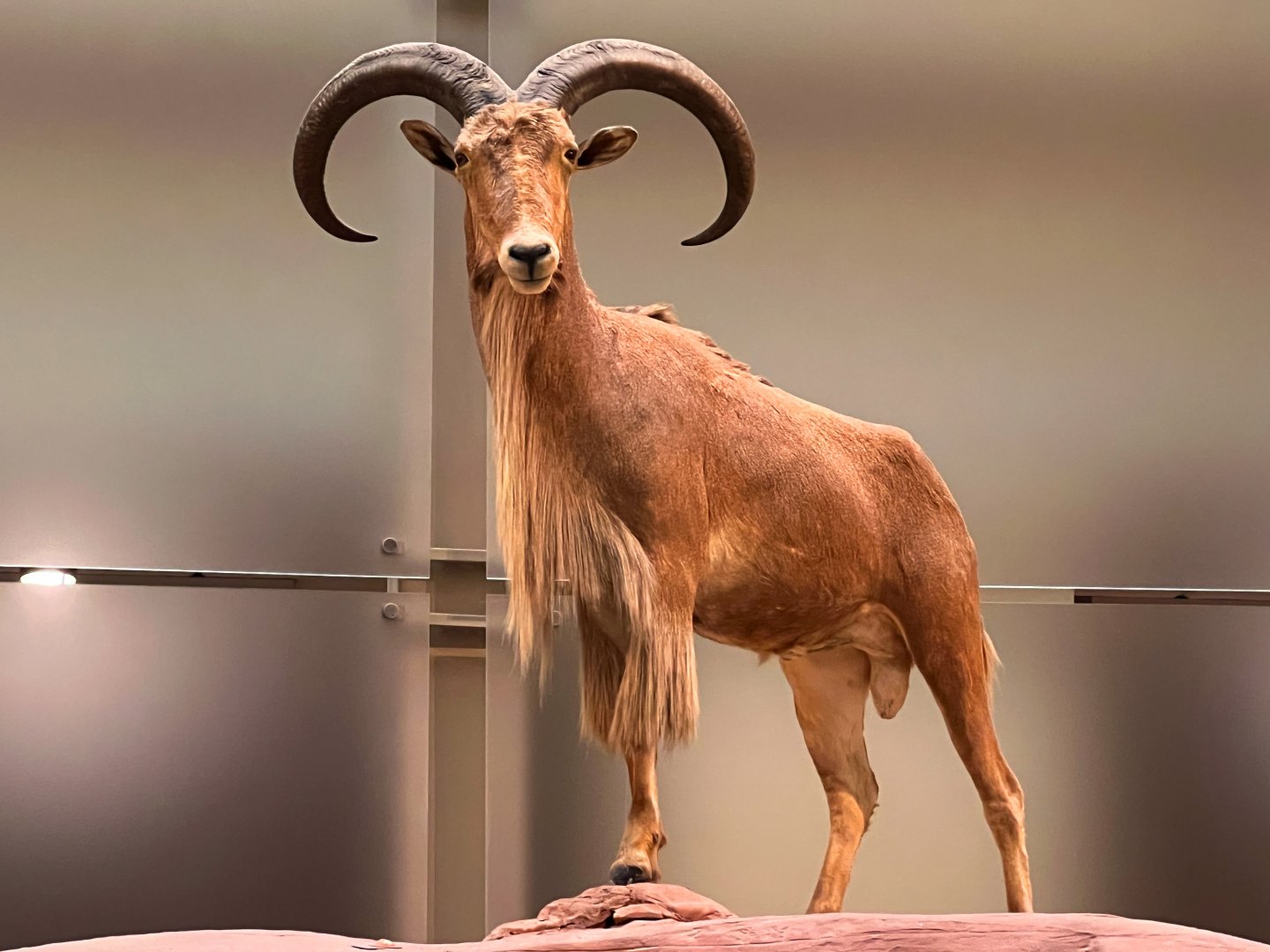 Aoudad