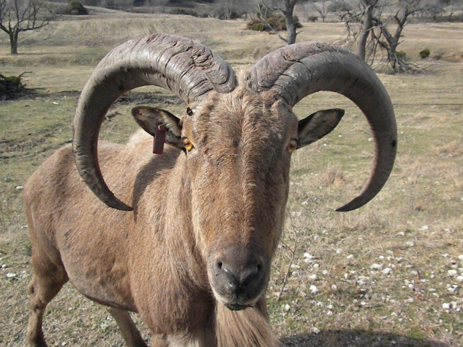 Aoudad
