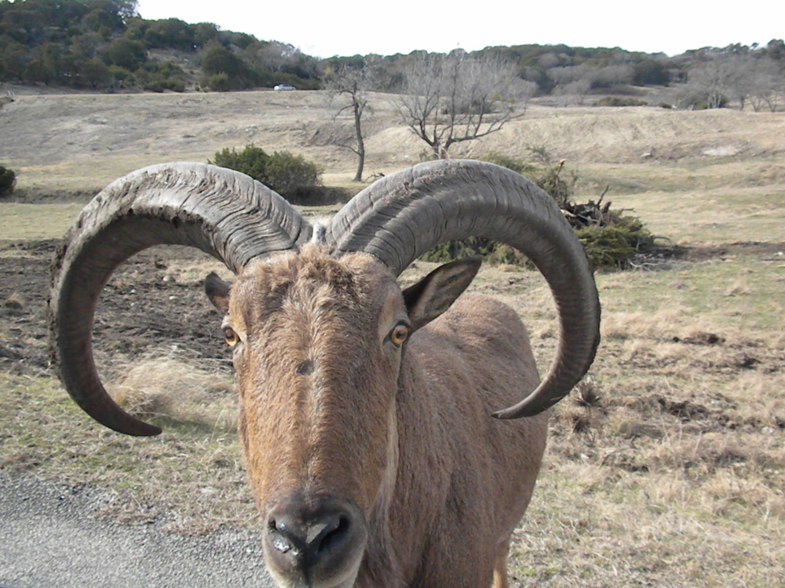 Aoudad