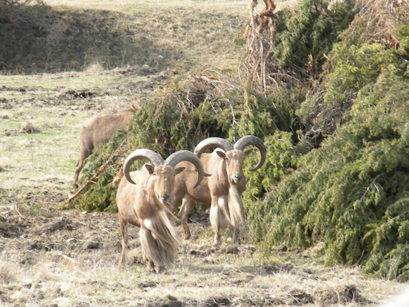 Aoudad
