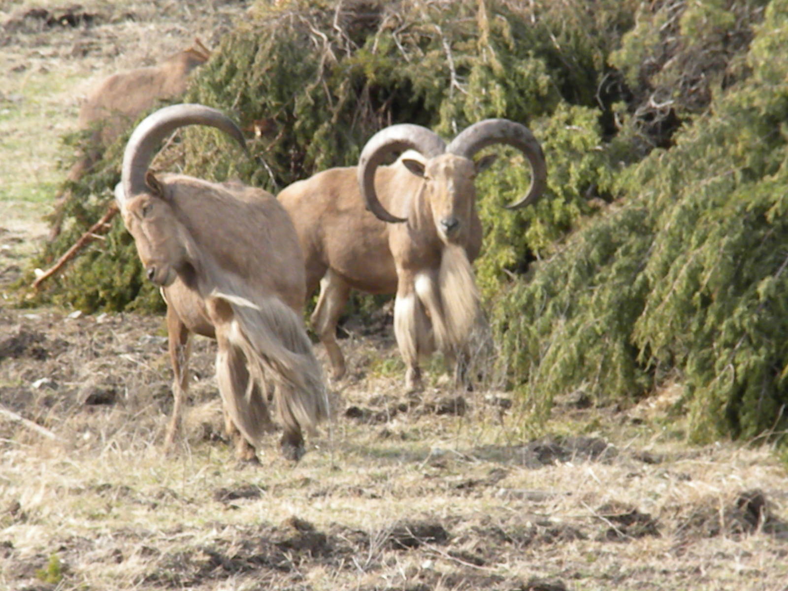 Aoudad