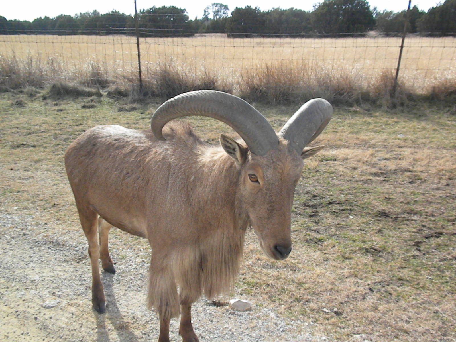 Aoudad