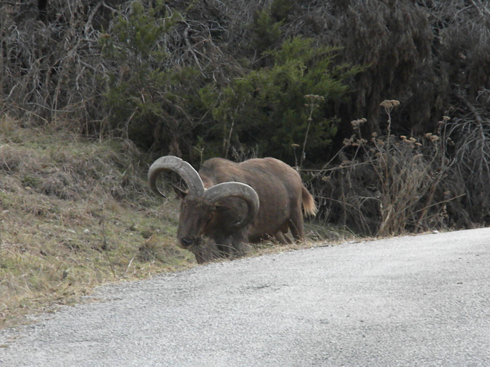 Aoudad
