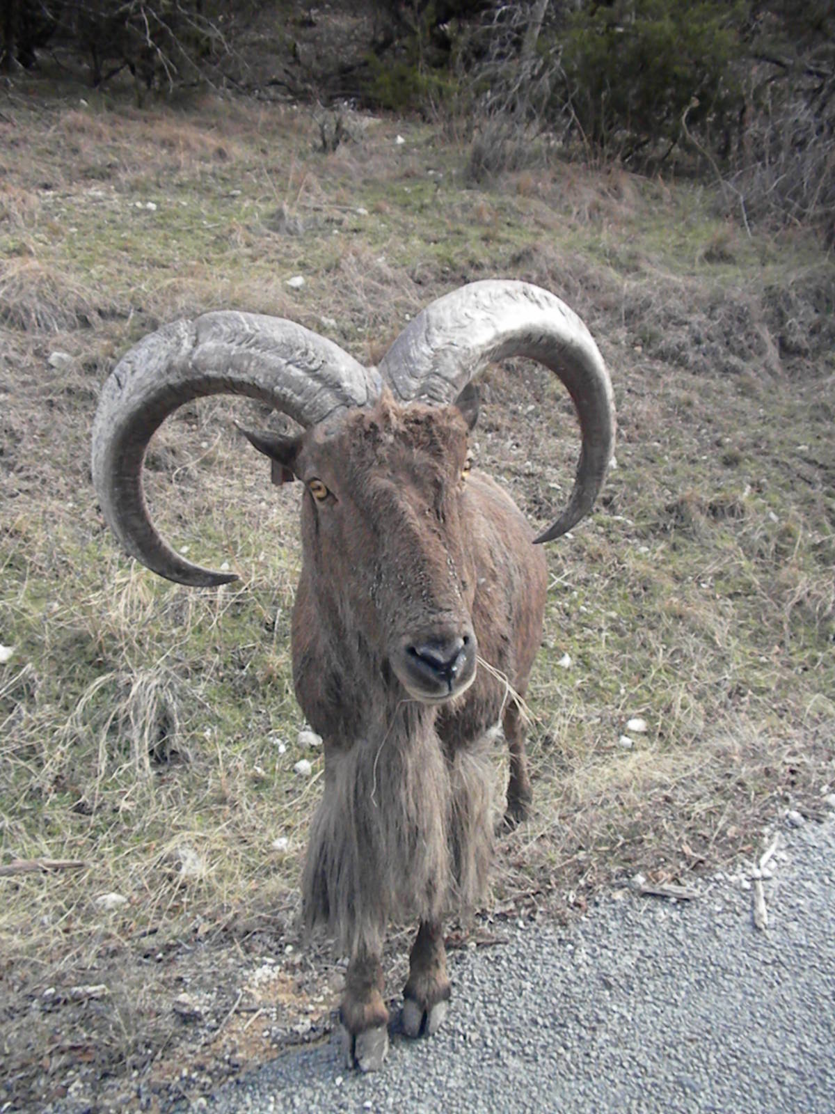 Aoudad