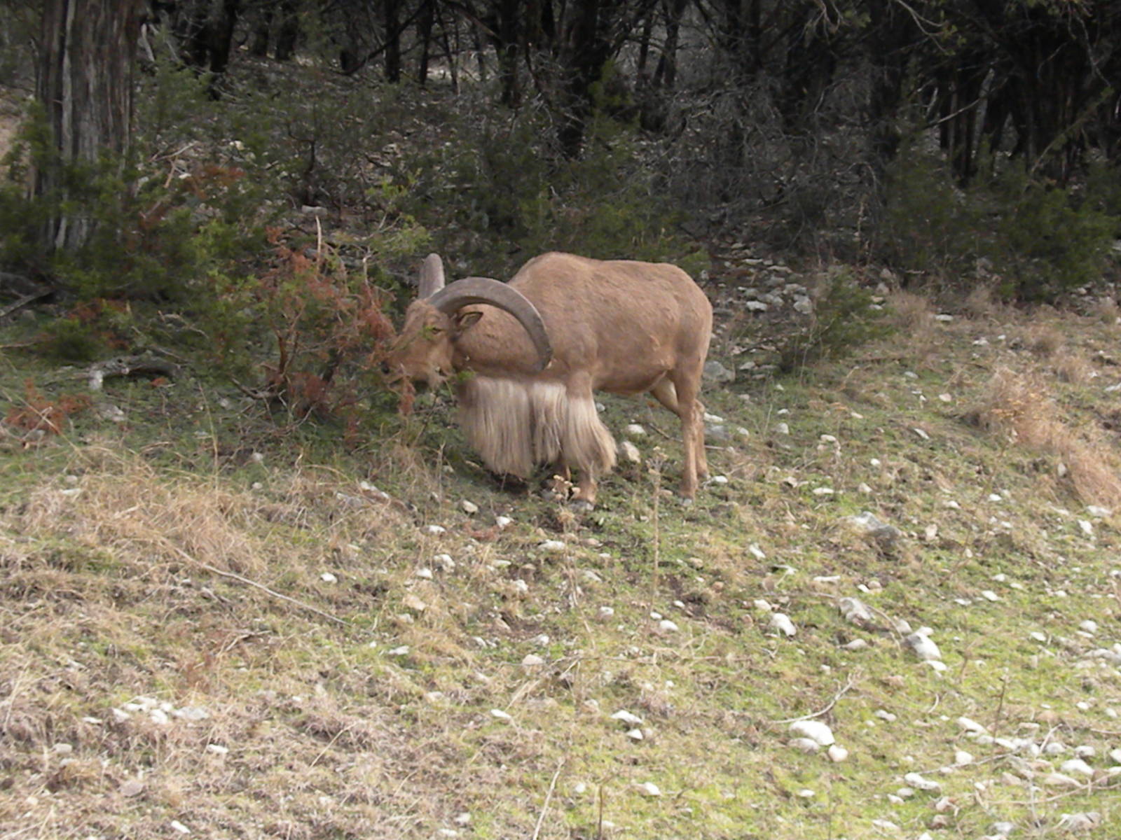 Aoudad