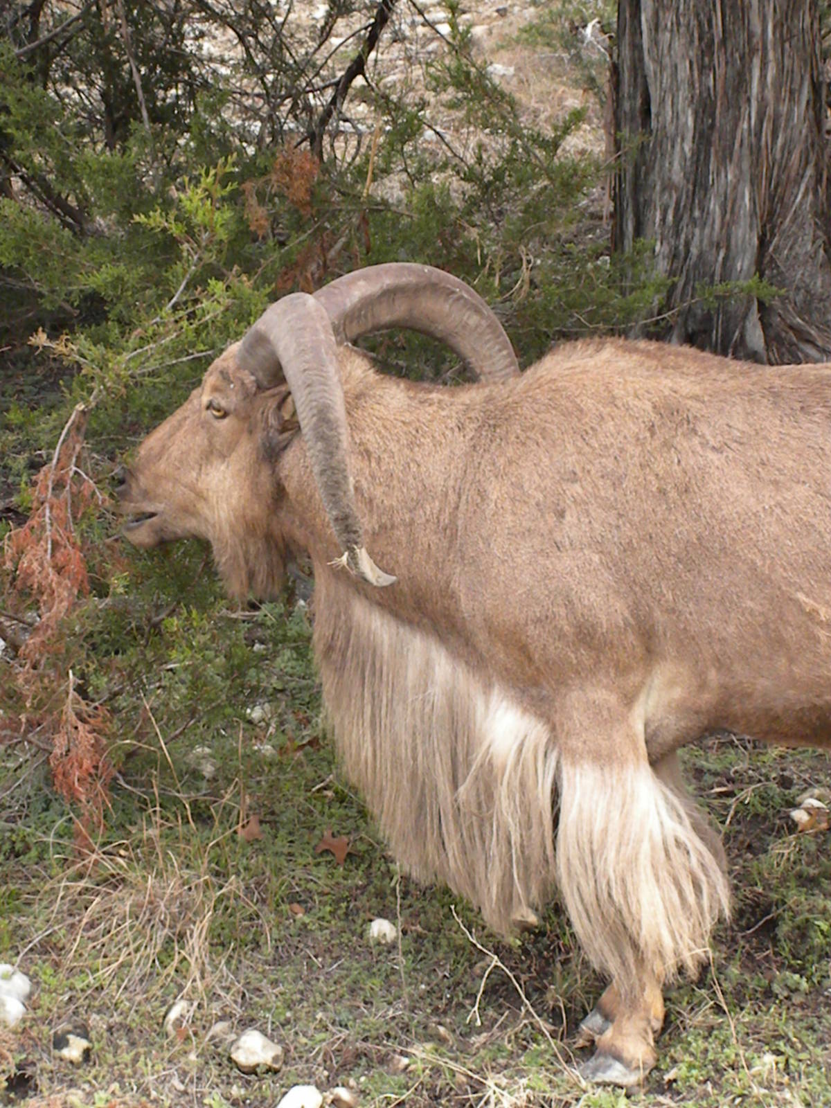 Aoudad