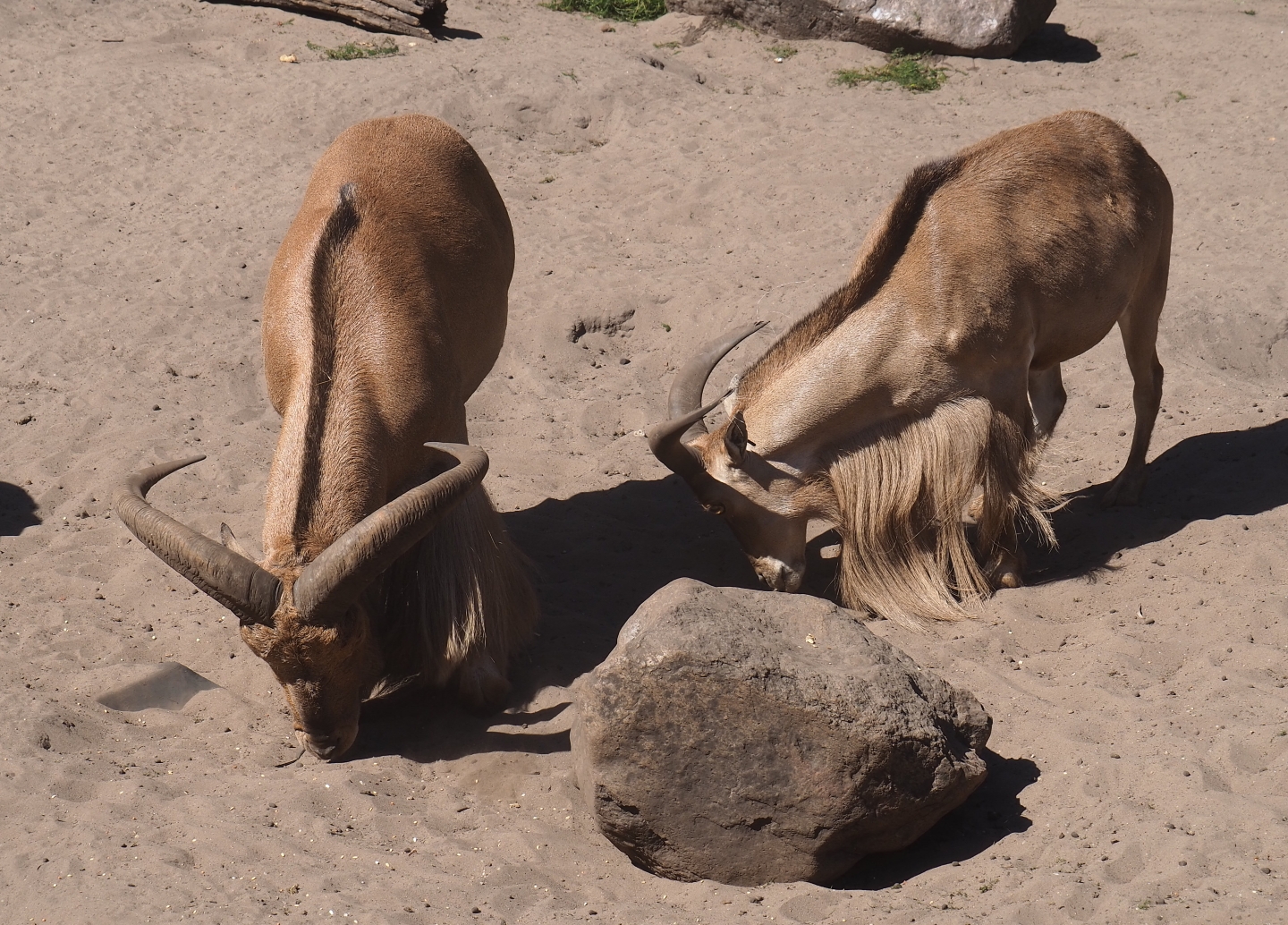 Aoudads (Ammotragus lervia)