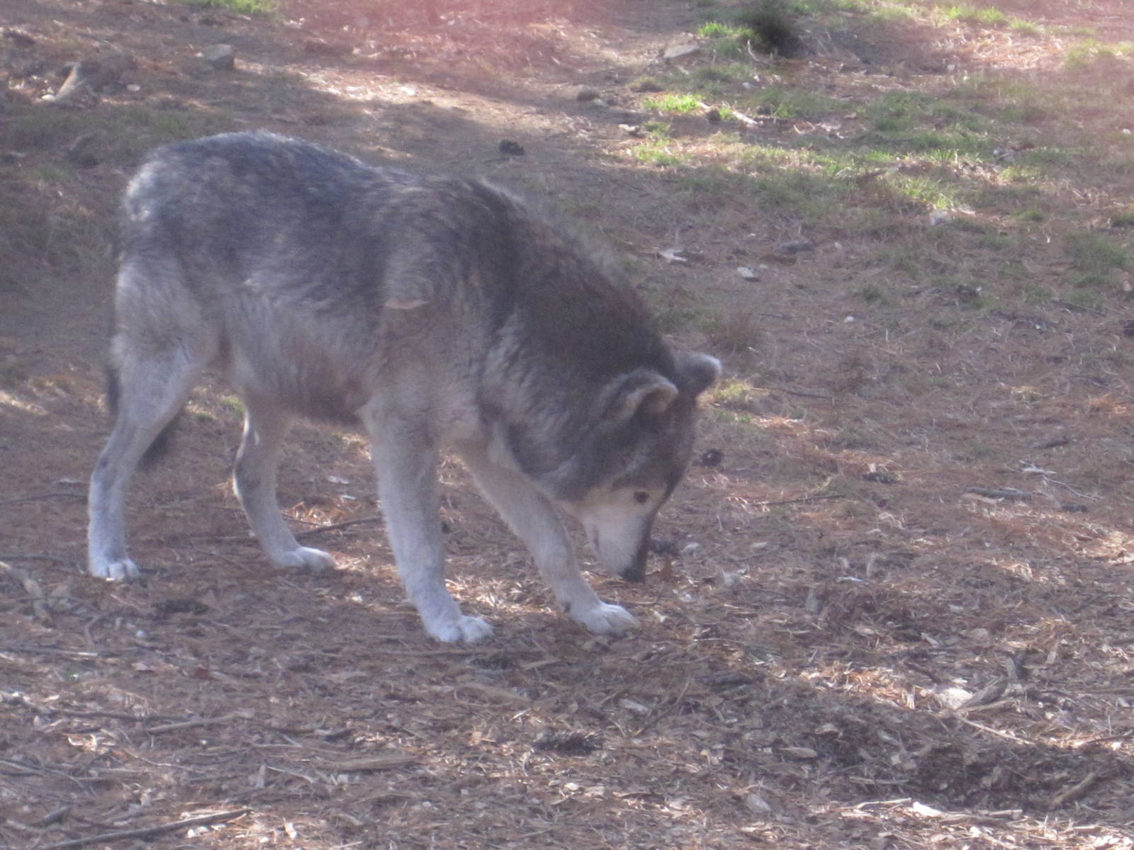 Apache the Timber Wolf