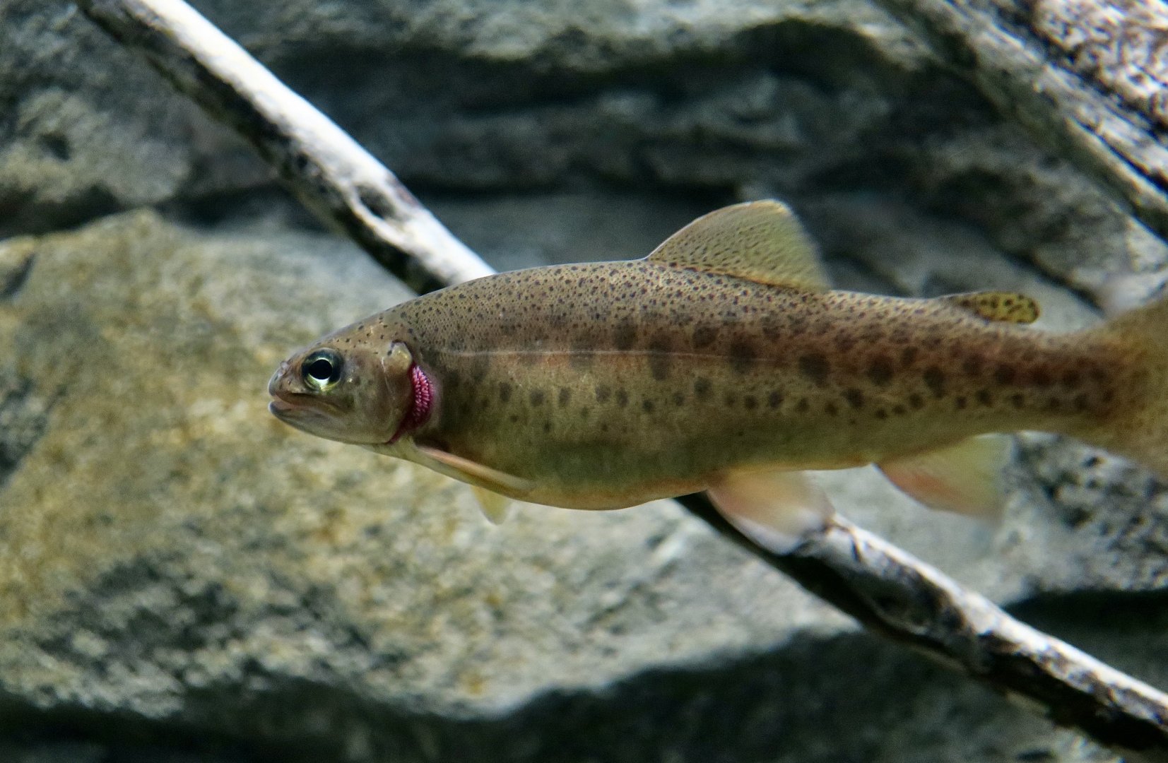 Apache Trout (Oncorhynchus apache)
