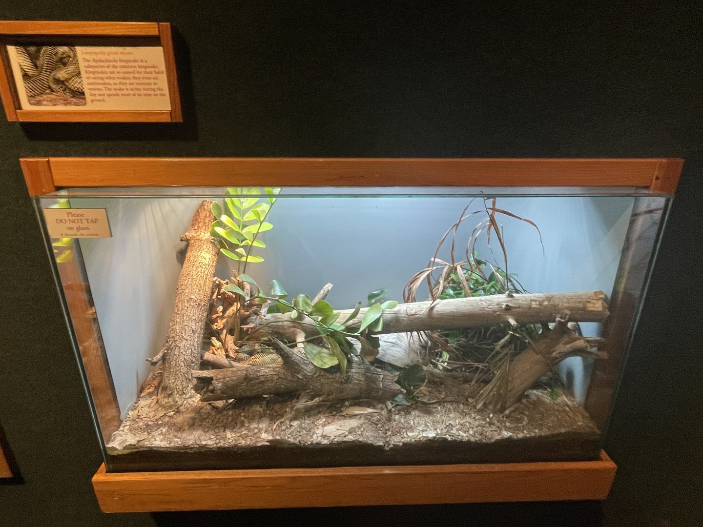Apalachicola Kingsnake Terrarium