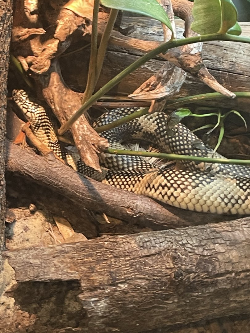 Apalachicola Kingsnake
