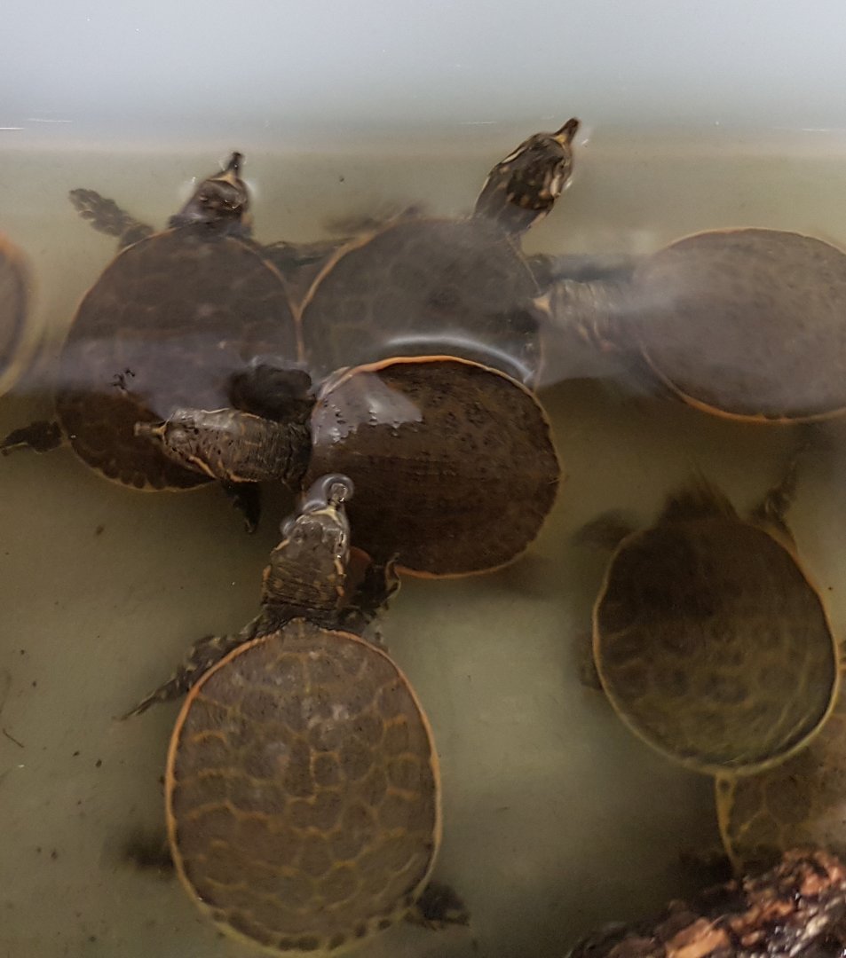 Apalona ferox - juveniles