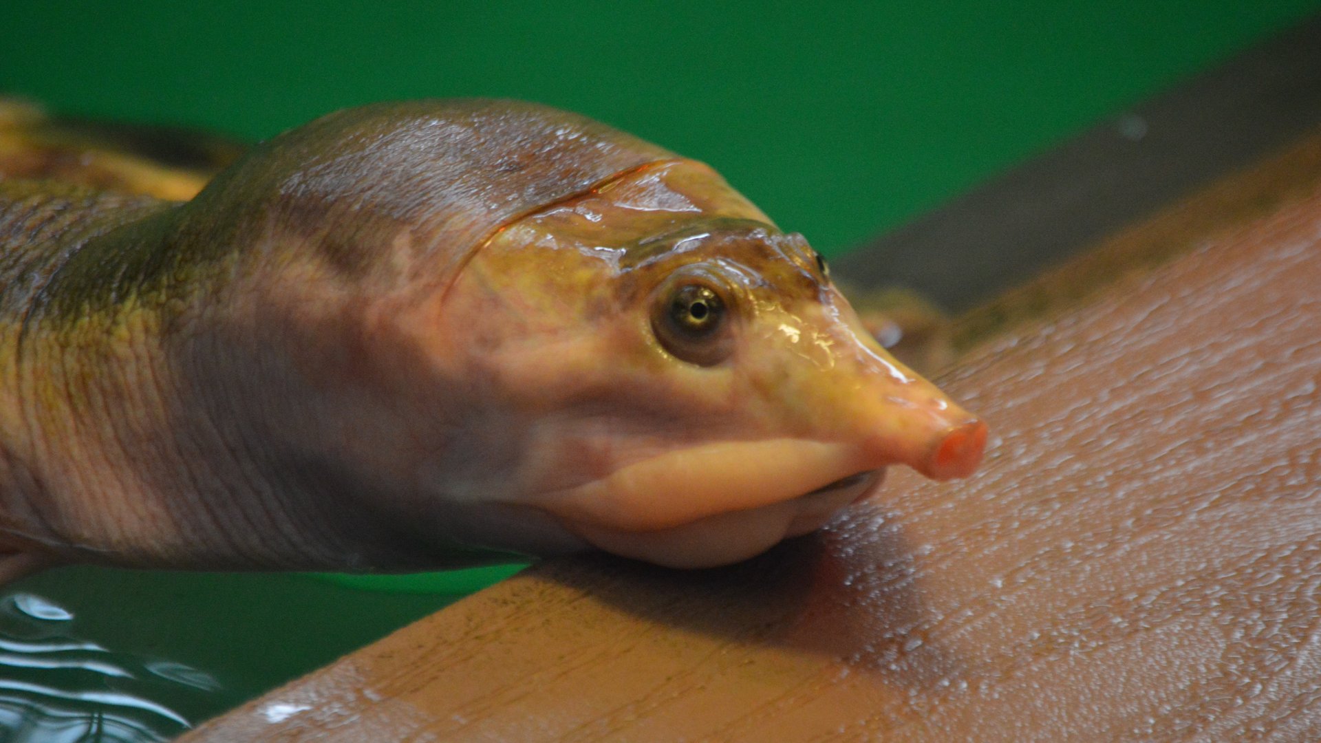 Apalone ferox (Jolly)