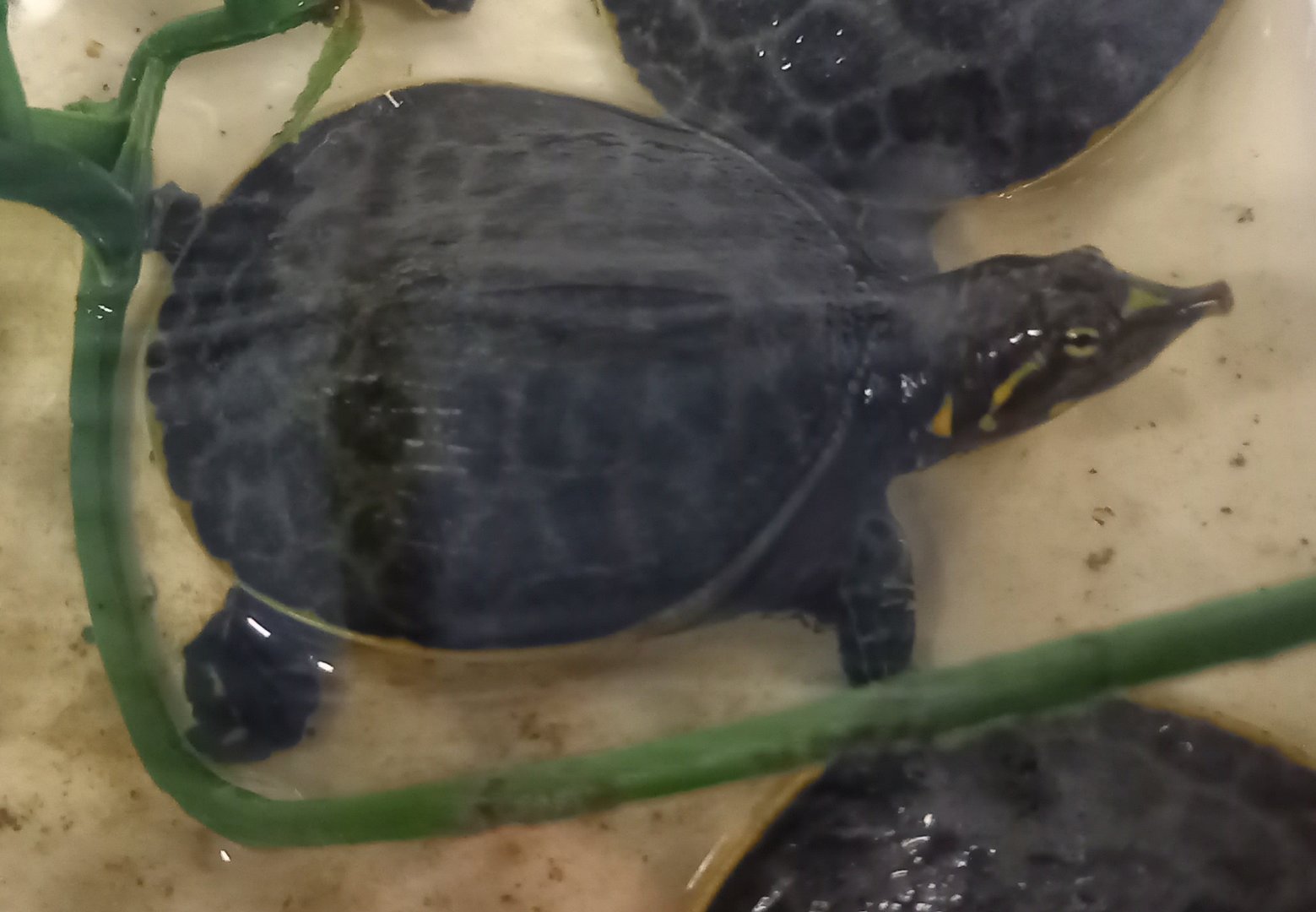 Apalone ferox - juvenile