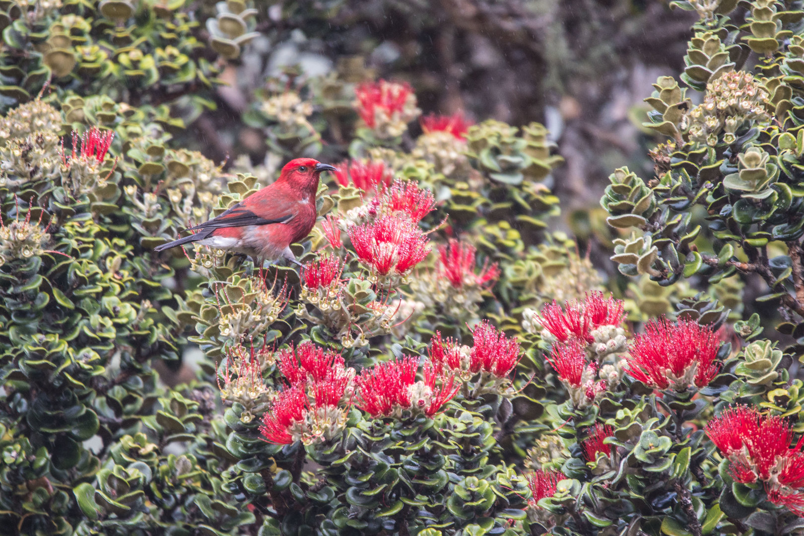 'Apapane with the Ohi'a Lehuas