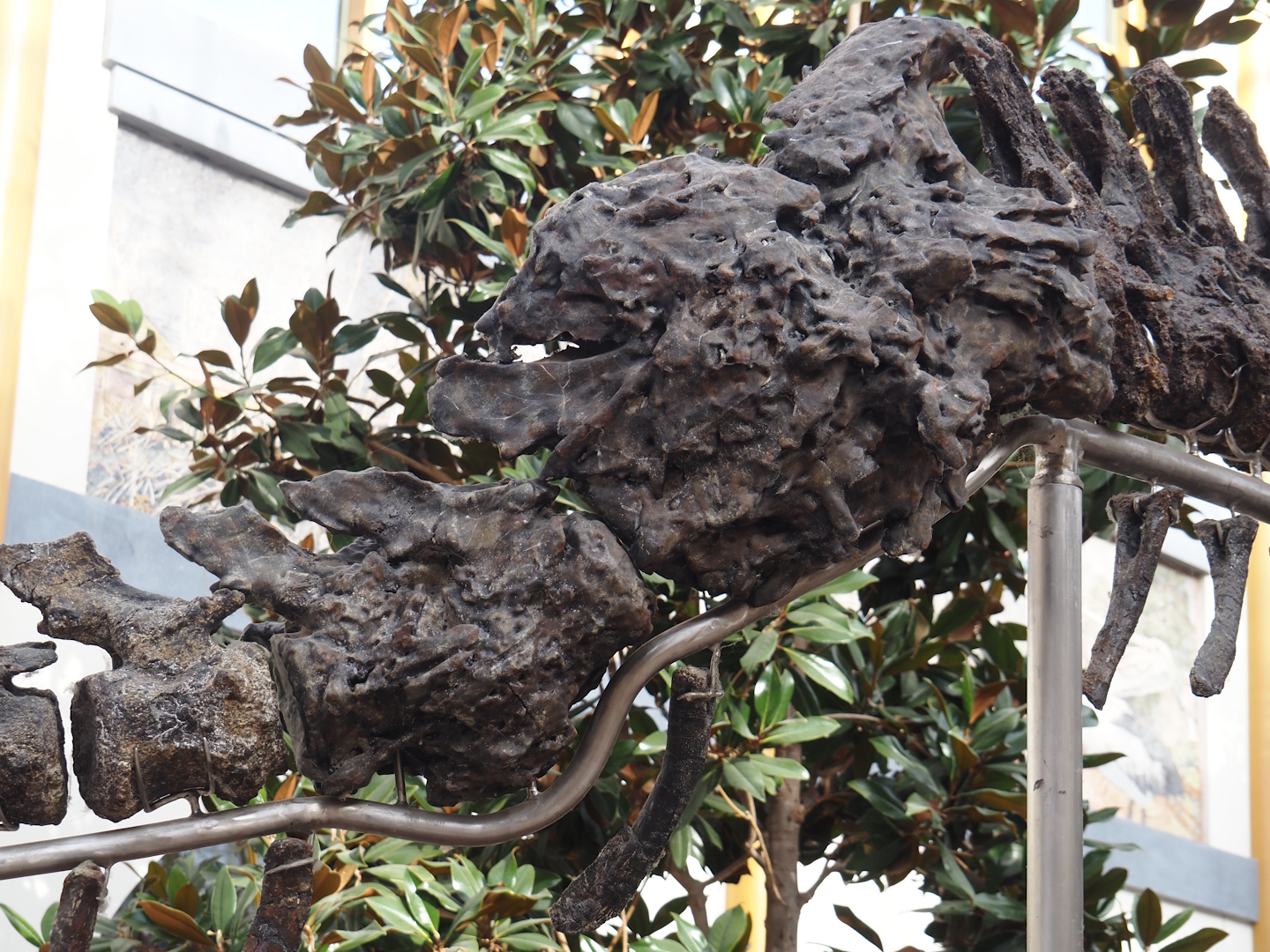 Apatosaurus skeleton 'Vulcain' (Apatosaurus species nova) in entrance gallery, detail of deformity in tail, 2025-09-01