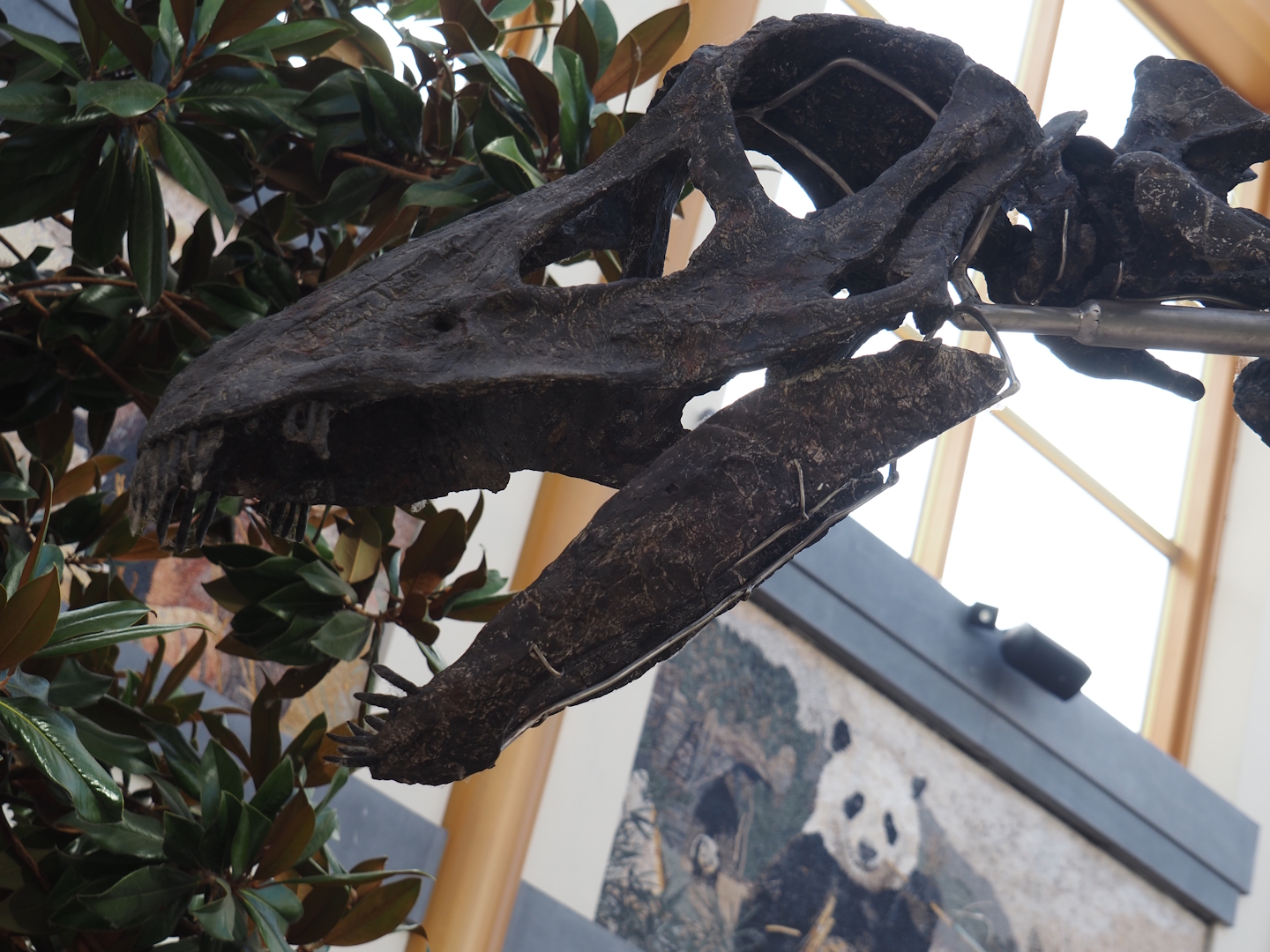 Apatosaurus skeleton 'Vulcain' (Apatosaurus species nova) in entrance gallery 'Gallery of the Worlds', detail of skull, 2025-09-01
