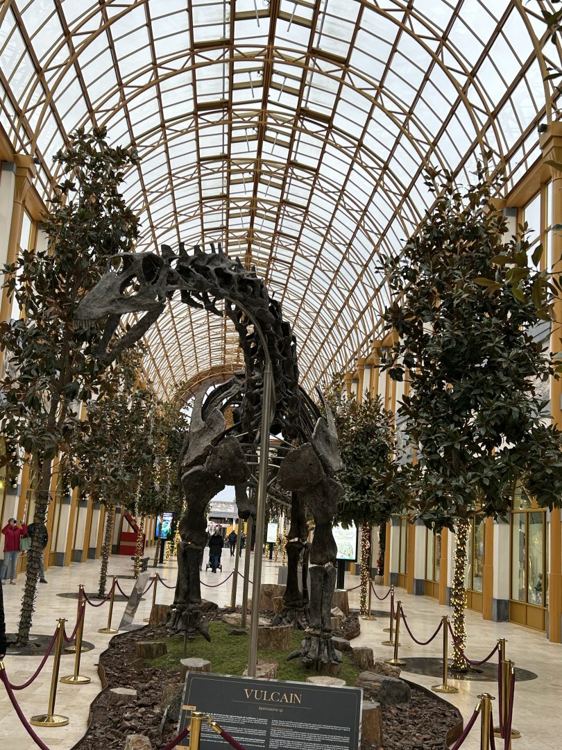 Apatosaurus skeleton