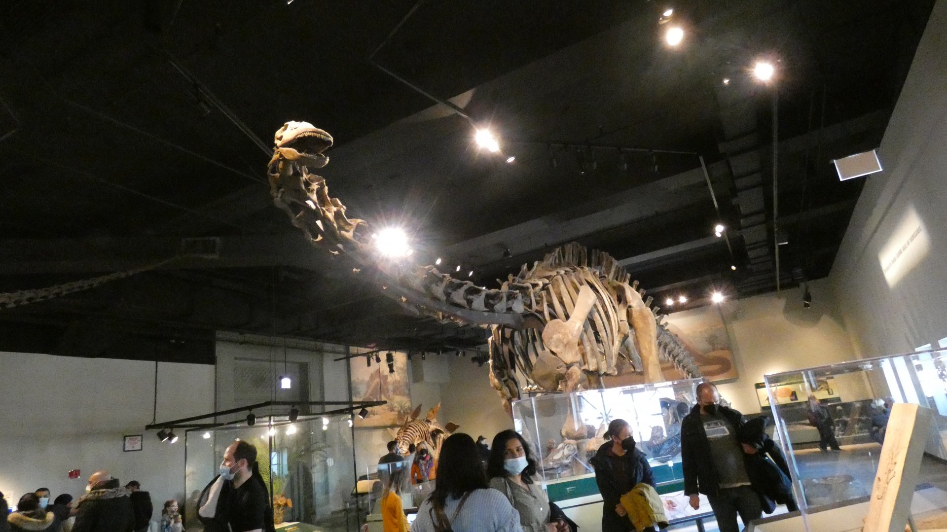 Apatosaurus, The Hall of Dinosaurs, Evolving Planet - Feb. 2022