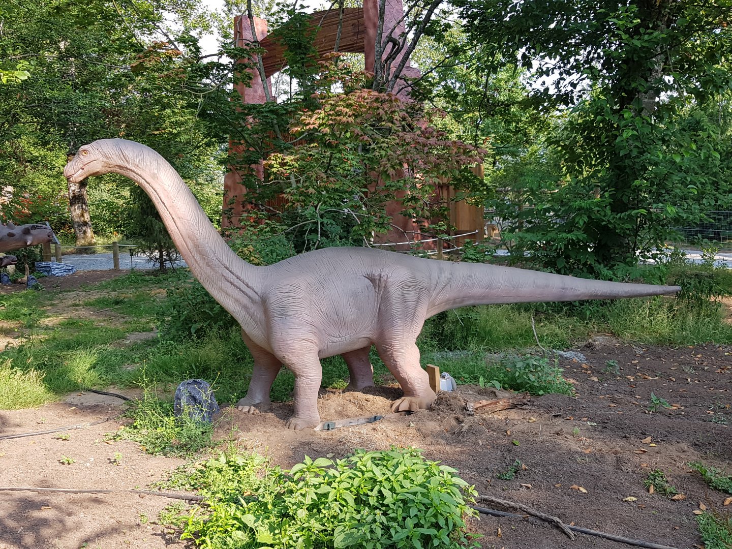 Apatosaurus