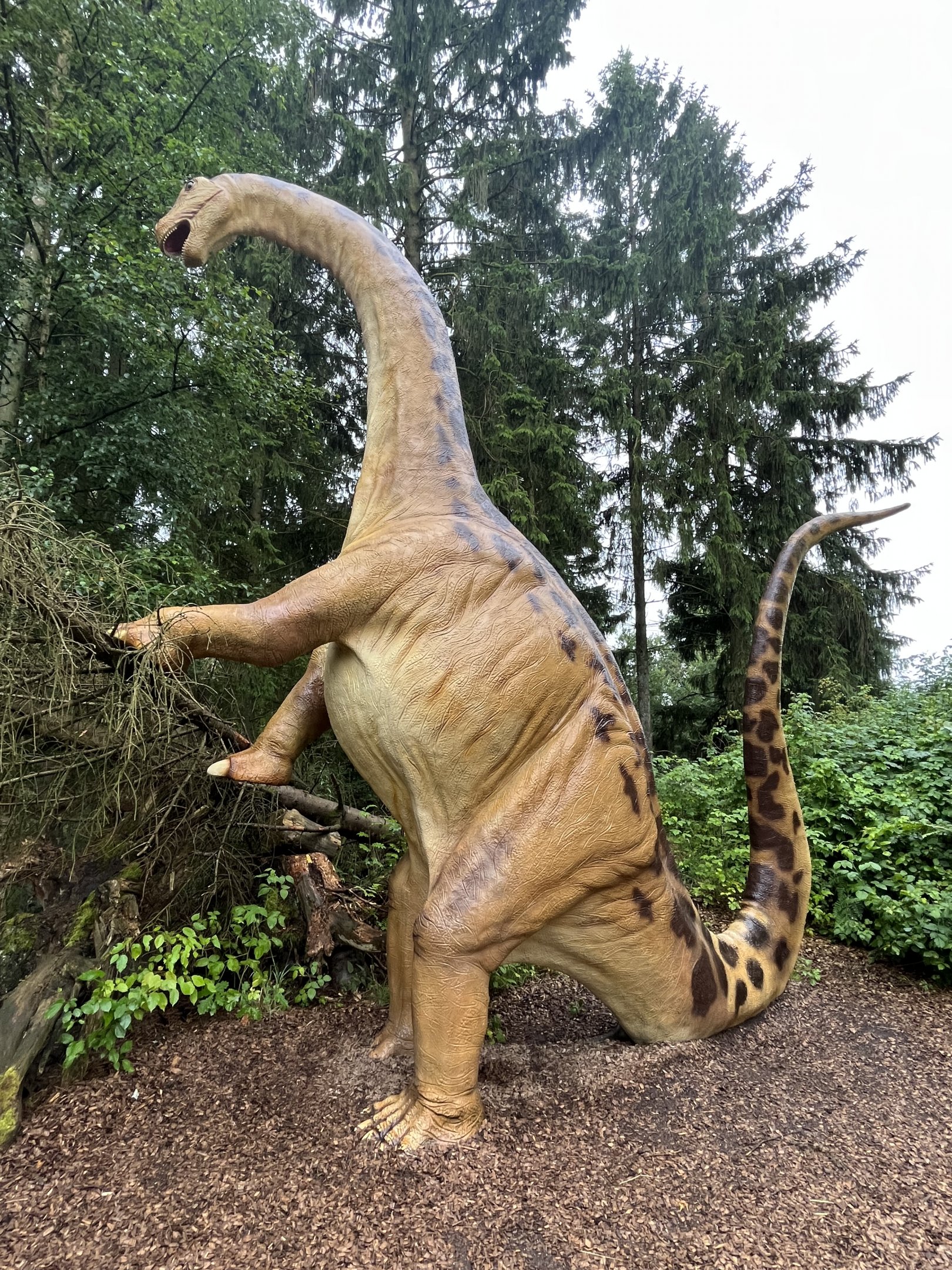 Apatosaurus