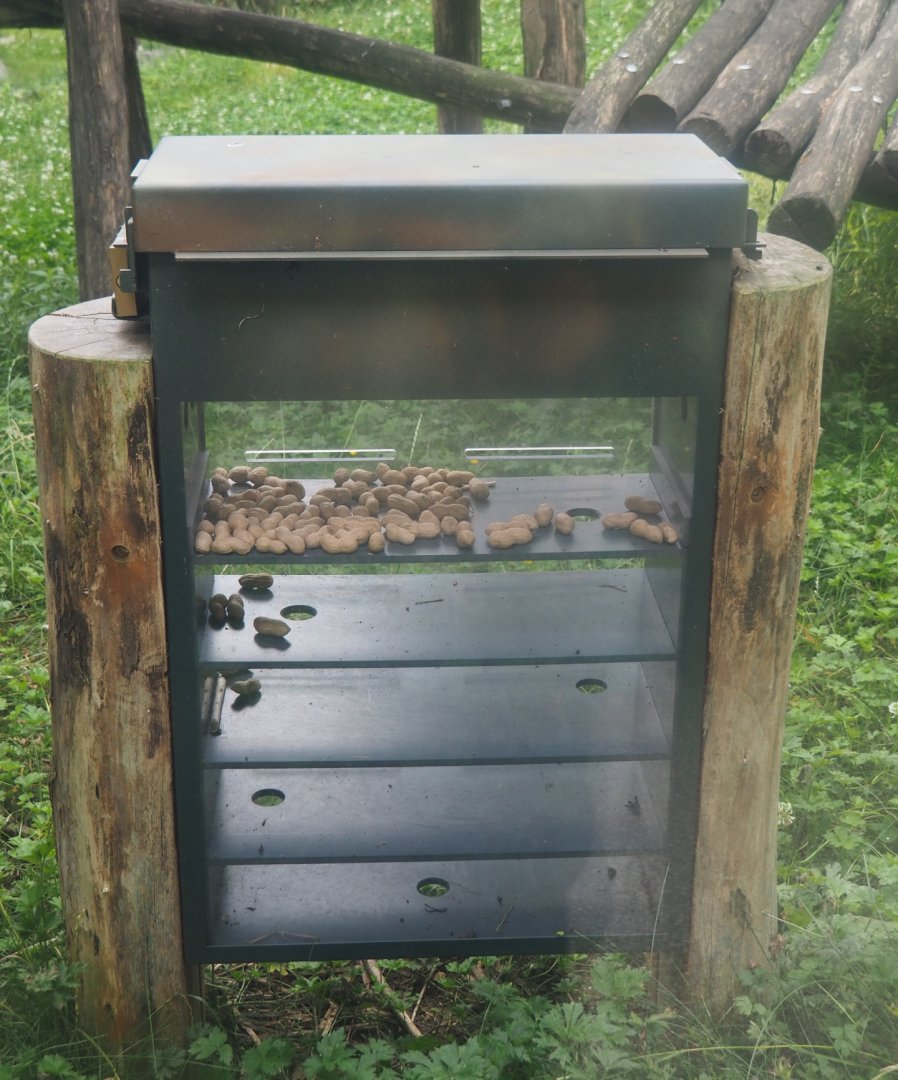 Ape enrichment feeder, 2020-06-28