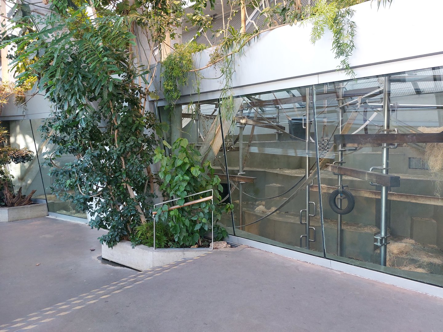 Ape house - 1st Bonobo indoor exhibit