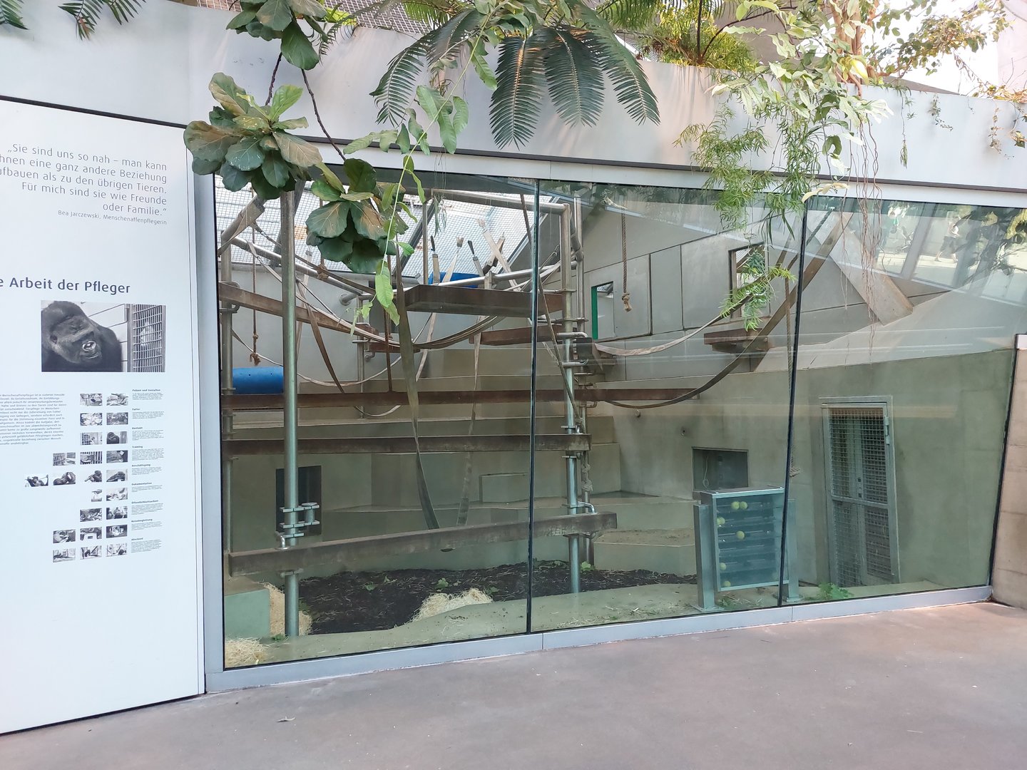 Ape house - 2nd Bonobo indoor exhibit