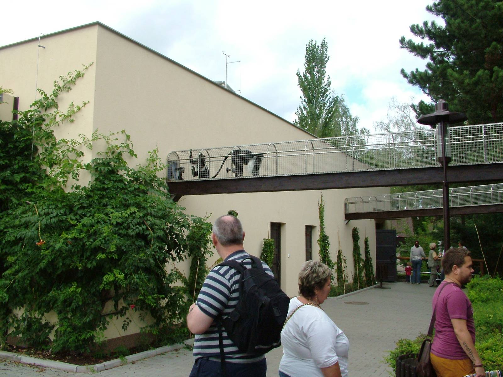 Ape House at Dvur Kralove, 27/08/12