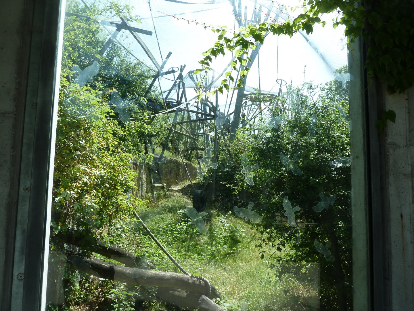 Ape house - Bonobo enclosure