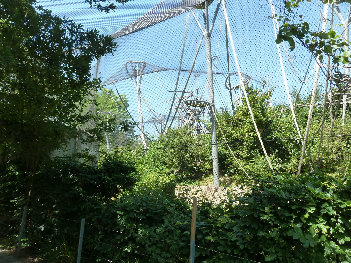 Ape house - Bonobo enclosure