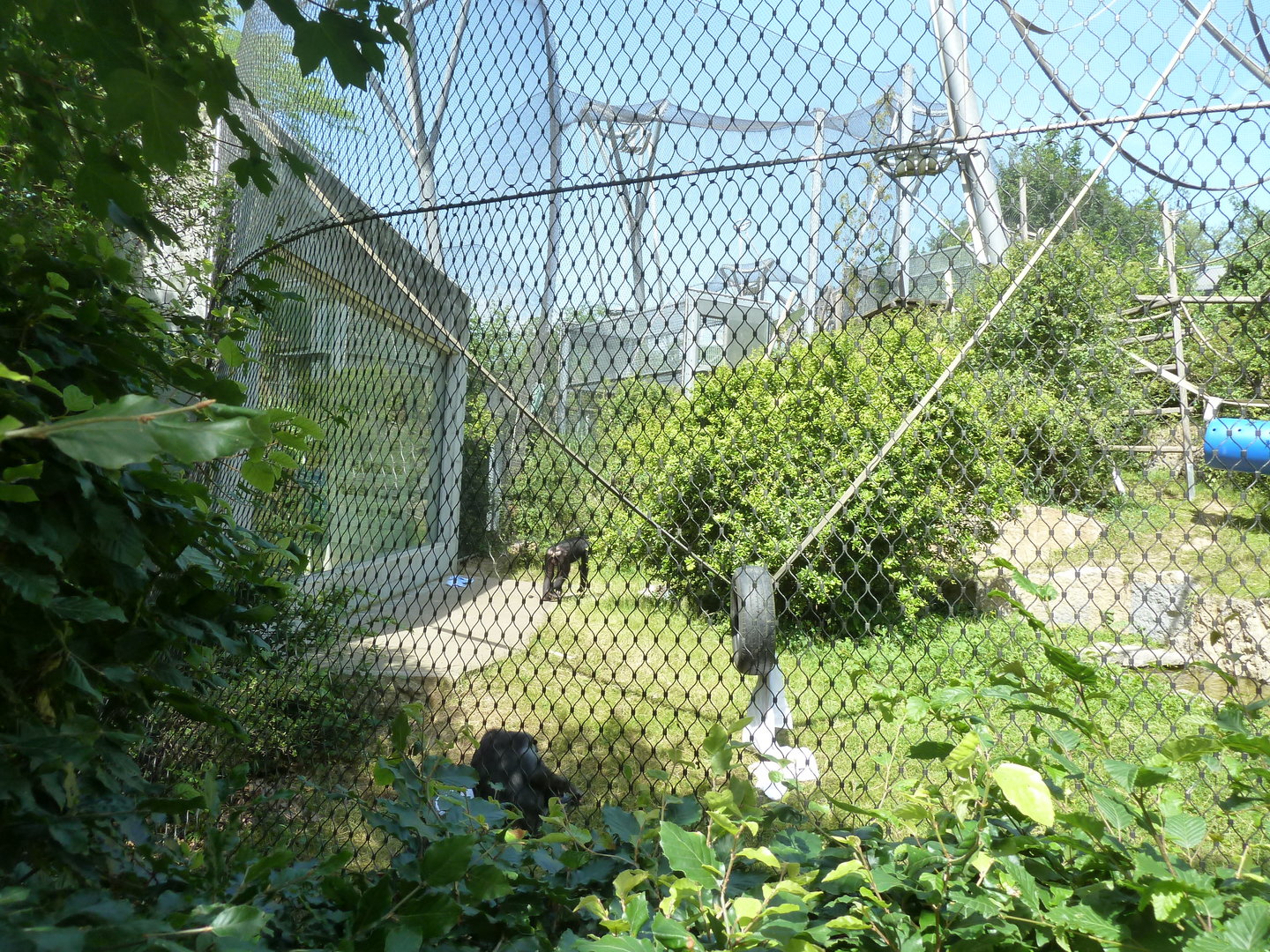 Ape house - Bonobo enclosure
