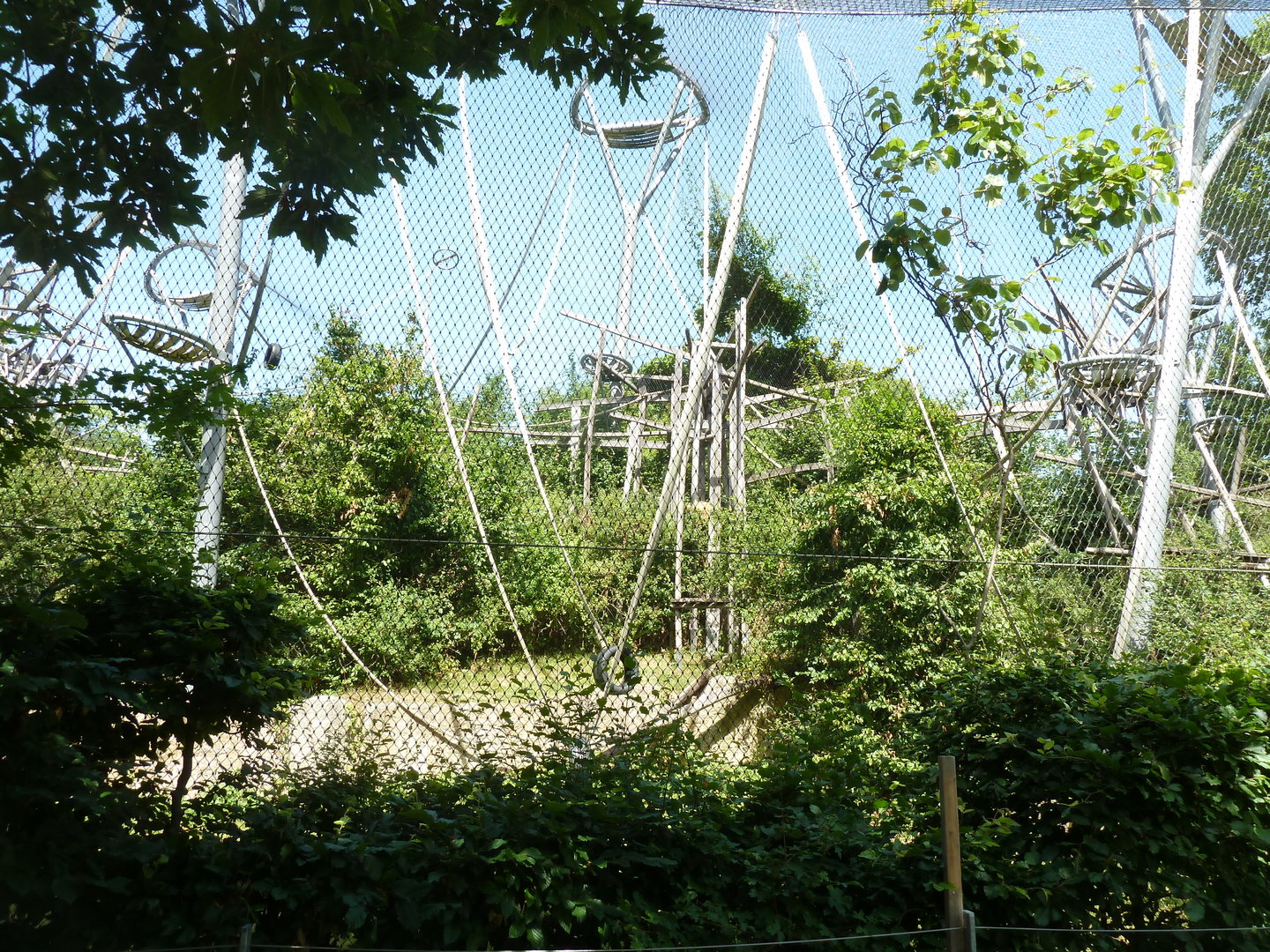 Ape house - Bonobo enclosure