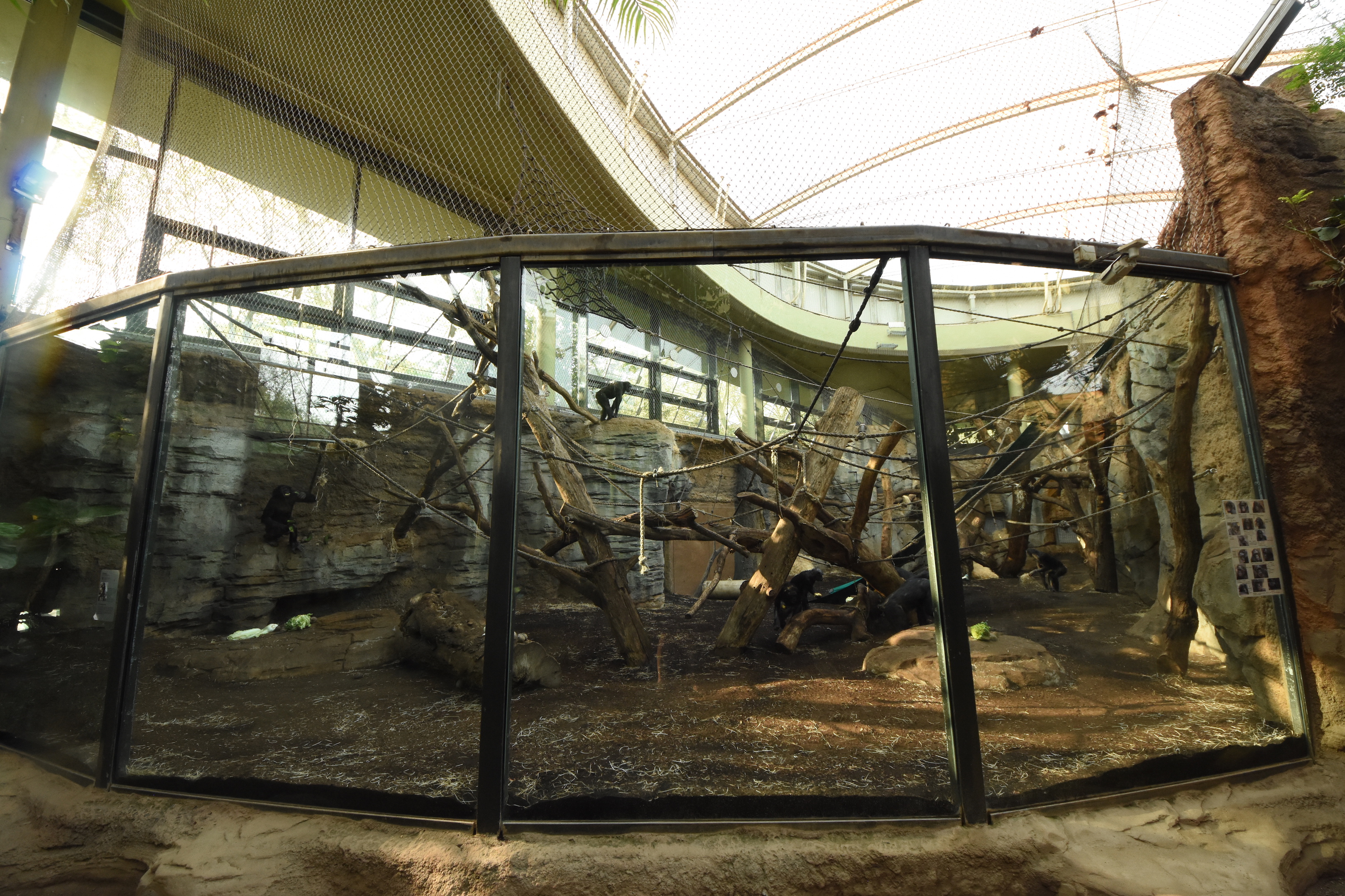 Ape house - Bonobo indoors