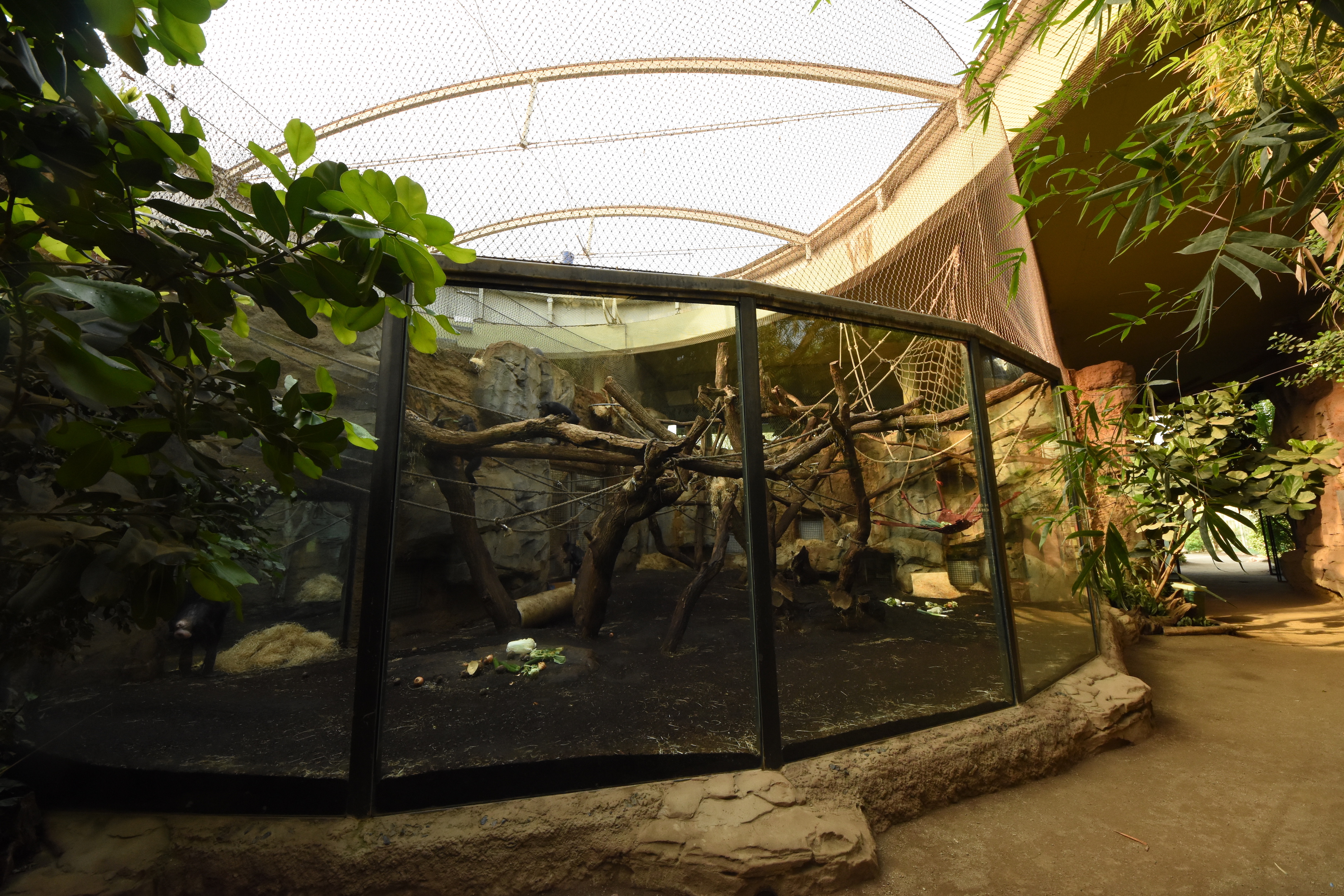 Ape house - Bonobo indoors