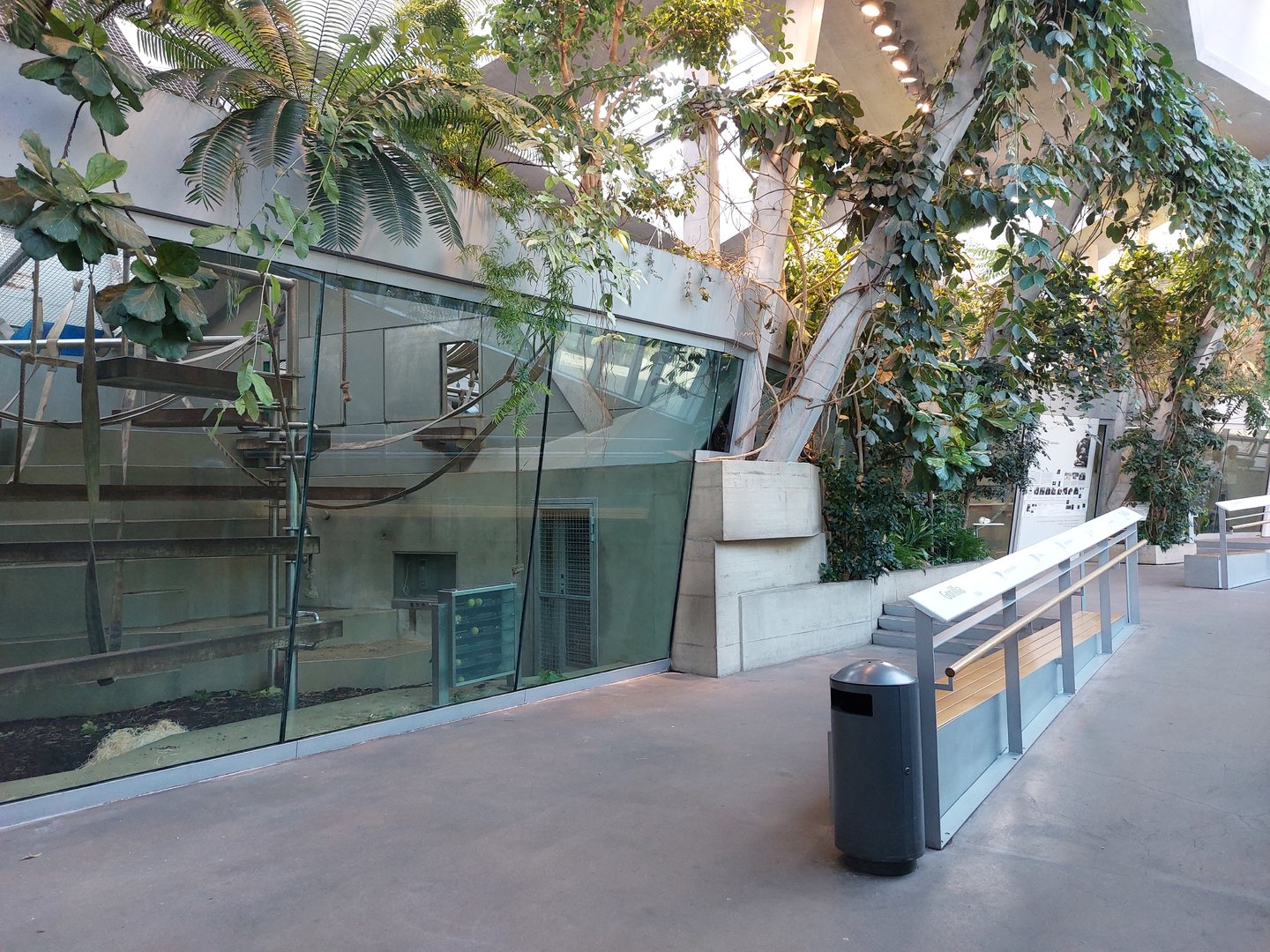 Ape house - Bonobo indoors